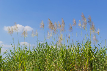 reed grass and blue sky