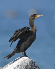 Double-crested Cormorant spreading its wings to dry - Florida