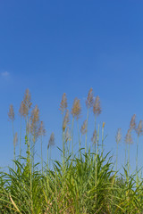 reed grass and blue sky