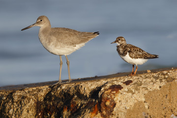 Willet and Ruddy Turnstone perched on a seawall - Florida