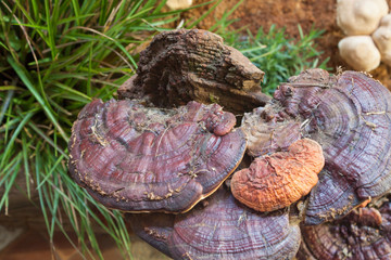 Fresh reishi mushroom for display