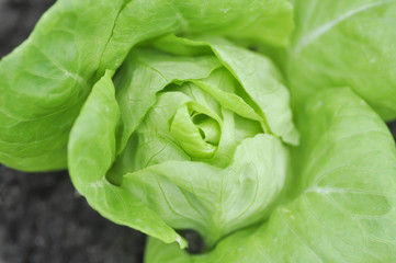 butterhead lettuce or lettuce
