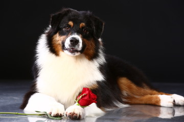 Valentine's day romantic black dog with red rose