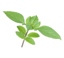 Sweet basil leaves isolated on white background