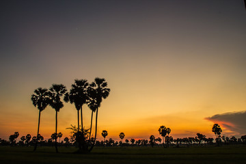 Sunset Rice Thailand Phetchaburi.