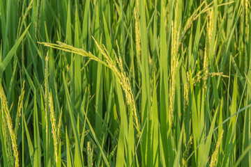 Rice Thailand Phetchaburi