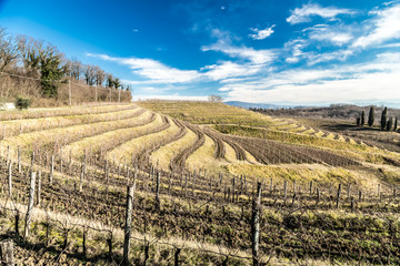 Vineyard in late winter