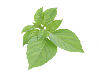Naklejka na ściany i meble Sweet basil leaves isolated on white background
