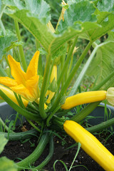 close up on flower and ripe fruits of yellow squash in the garden