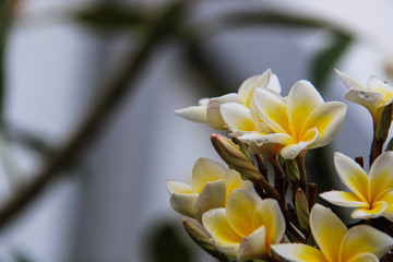 Obraz premium Plumeria flower blooming in the morning.