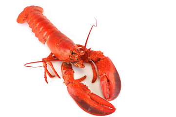 single cooked red lobster isolated on white background