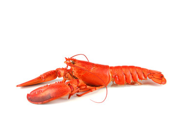 single cooked red lobster isolated on white background