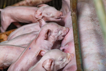 Newborn piglets fed milk from the mother pig, then fell asleep..