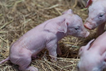 Newborn piglet They playfully tease each other back and forth.