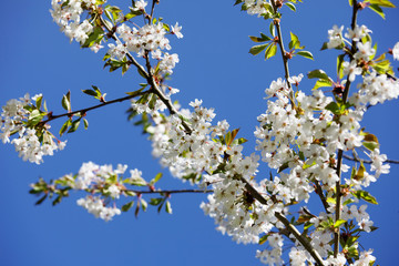 Branches for flowering pear tree covered in blossoms in Spring sunshine