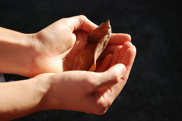 Hands holding a delicate leaf