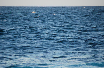 Looking over the ocean to the horizon