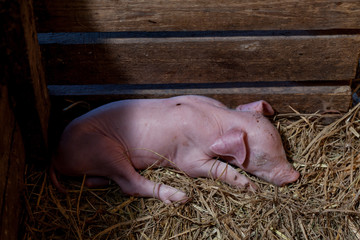 Piggy newborn sleeping in a pigsty for newborn pig.