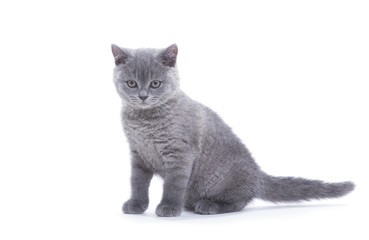 small british kitten on the white background