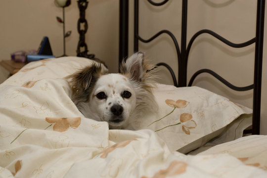 Perro