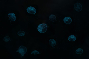 Jellyfish on black background