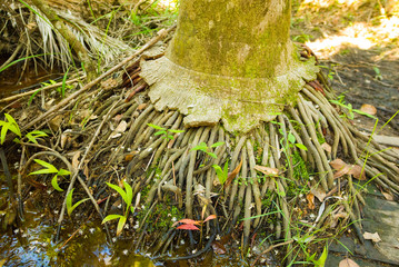 Exposed root system of tropical tree