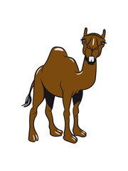 Camel funny stupid