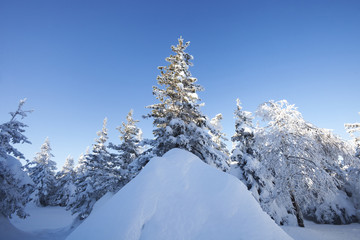 Fototapeta premium Winter forest. Snow covered spruces.
