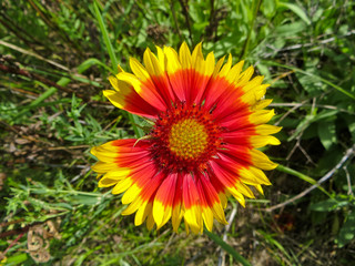 Gaillardia (Blanket Flower) in the garden