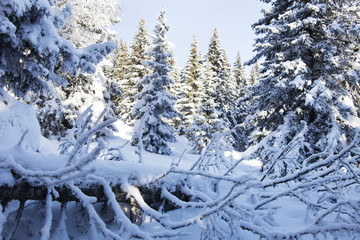 Winter forest. Snow covered spruces.