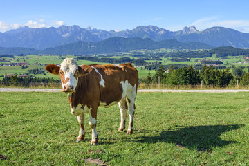 Fototapeta na wymiar Kuh auf einer Weide mit Bergpanorama