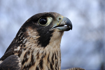 falcon