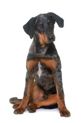 young beauceron in studio