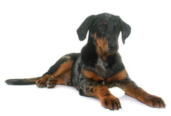 young beauceron in studio