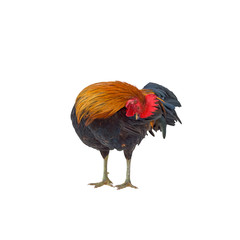 Rooster isolated on white background. This has clipping path.