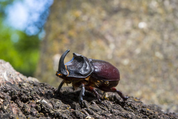 Side view of an adult male of European rhinoceros beetle, Oryctes nasicornis, a large flying beetle belonging to the family Scarabaeidae. Photo taken in Ciudad Real Province, Spain
