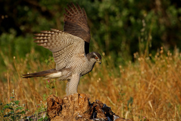 Adult male of Northern goshawk. Accipiter gentilis
