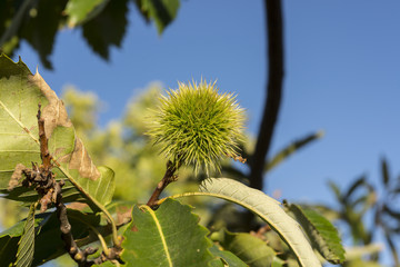 Unripe chestnuts on the branch