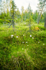 A beautiful bog landscape with cottongrass in sunset