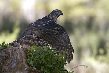 Young female of Northern goshawk. Accipiter gentilis