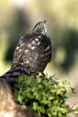 Young female of Northern goshawk. Accipiter gentilis