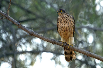 Young male of Northern goshawk. Accipiter gentilis