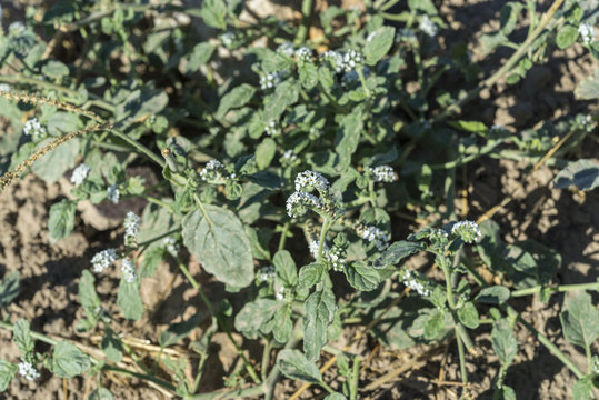 Plants of European heliotrope, Heliotropium europaeum, growing on a ploughed field. It is a weed native to Europe, Asia and North Africa. Photo taken in Ciudad Real Province, Spain