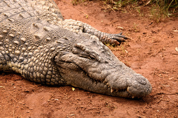 Nile crocodile lying basking in the sun on a cool summers day 
