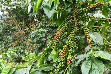 Coffee beans ripening on a tree.