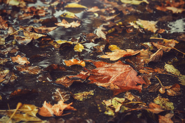 Fall leaves in a puddle