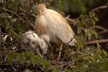 Cattle Egret with two chicks looking on protectively 