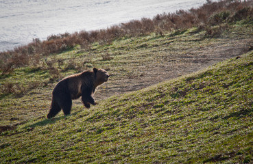Grizzly a Yellowstone