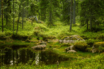 A beautiful Finnish forest landscape