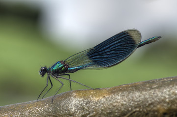 Gebänderte Prachtlibelle 05
